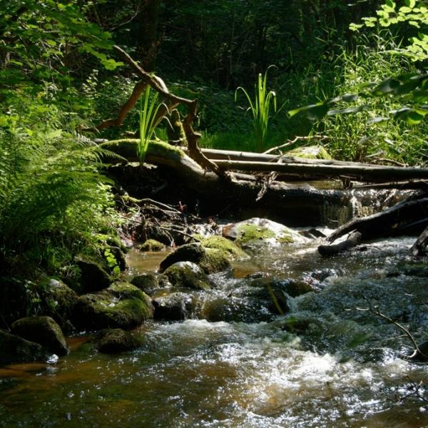 Juste le bruit de l'eau dans la forêt