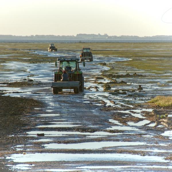 Tracteur ostréicole au large de la Pointe Blanche