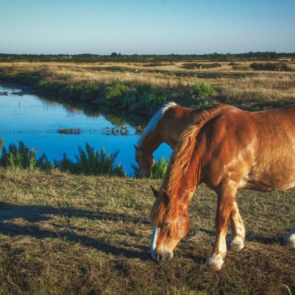 semblant de reflet 