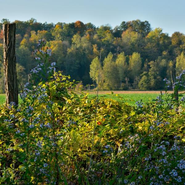 Couleurs d'automne