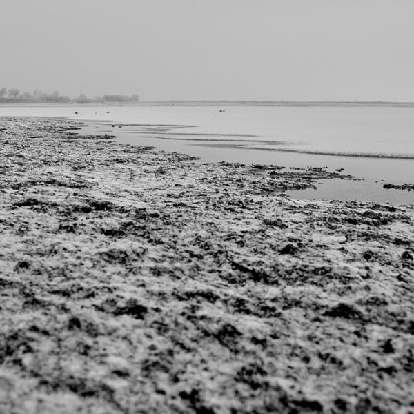 Lac du Der en hiver