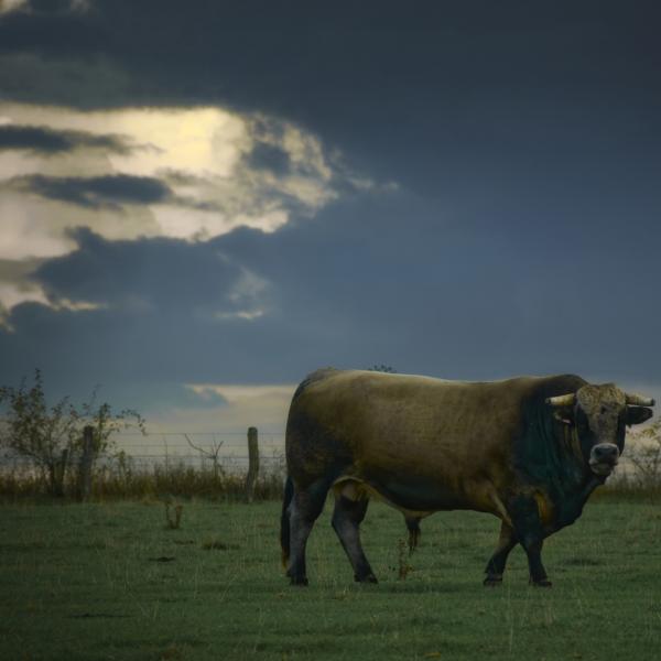 Fin de journée dans la prairie