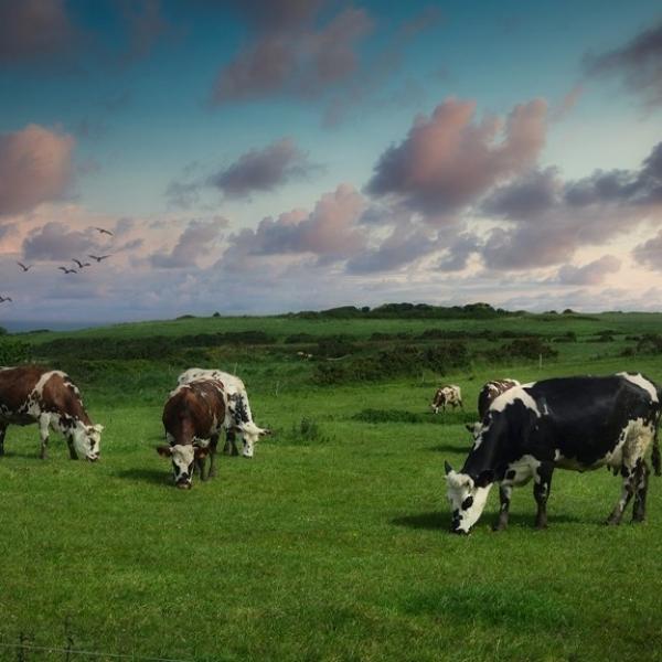 Vaches sur les falaises normandes